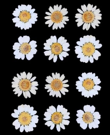 White Pressed Daisy Flower for Resin Art, Decoration, Art & Craft DIY Resin Art Jewellry, Pack of 1 -Daisy Flower Set of 12