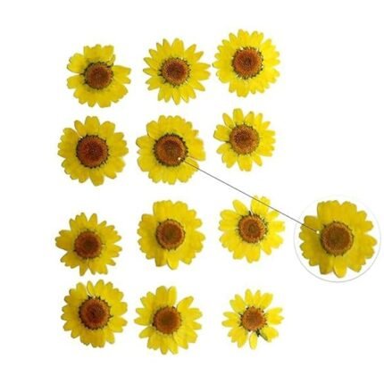 Natural Real Dried & Pressed Daisy Flowers for Art & Craft for Soap, Candle, Scrapbooking, DIY, Resin Jewellry, Pendant ( Yellow )