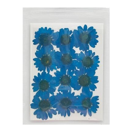 Natural Dried Daisy Flower Pressed Flower for Jewelry Making, Phone case Decoration ( Blue )