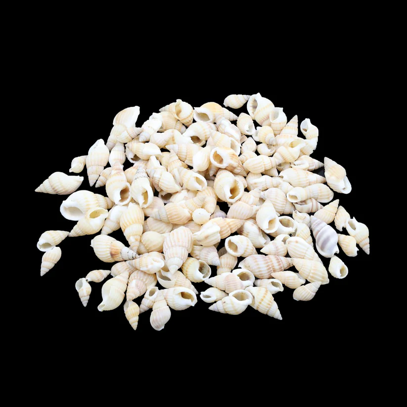 SH019-207006 Natural Shell (50Gms) SH019