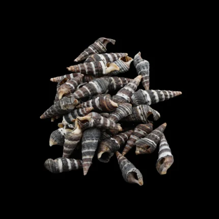 Natural Shell (50Gms) SH022