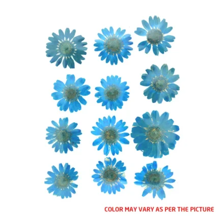 Natural Dried Daisy Flower Pressed Flower for Jewellry Making, Phone case Decoration ( Firozi )