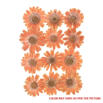 Natural Dried Daisy Flower Pressed Flower for Jewellry Making, Phone case Decoration ( Orange )