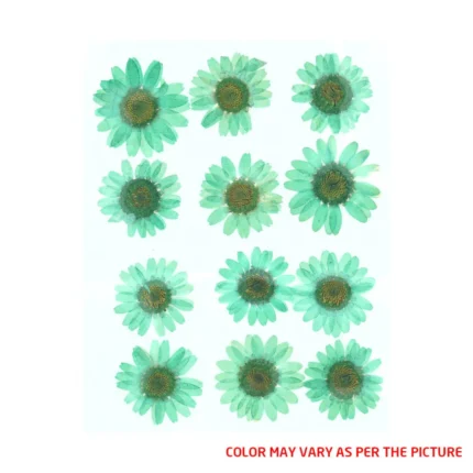 Mint Green Daisy Pressed Dry Flower
