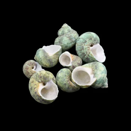 Natural Shell For Craft