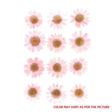 Baby Pink Daisy Pressed Dry Flower