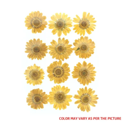 D. Yellow Daisy Pressed Dry Flower