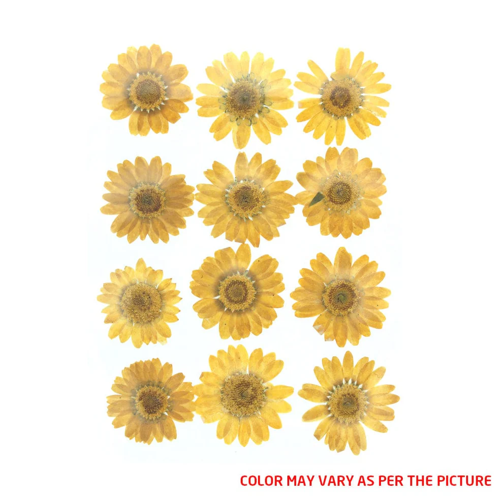 fl2017-1204715981 D. Yellow Daisy Pressed Dry Flower
