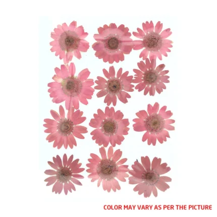 Dusty Pink Daisy Pressed Dry Flower
