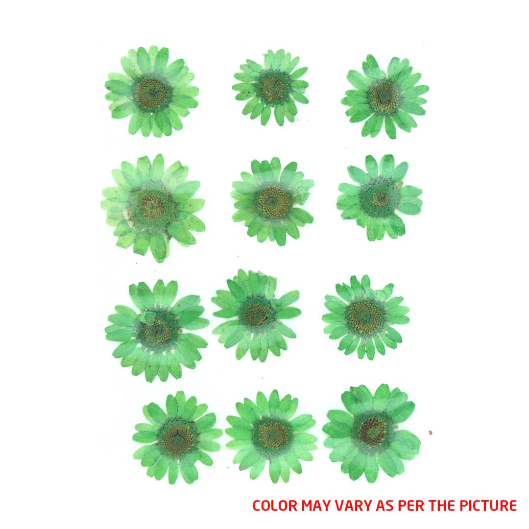 fl2021-1204715976 Forest Green Daisy Pressed Dry Flower